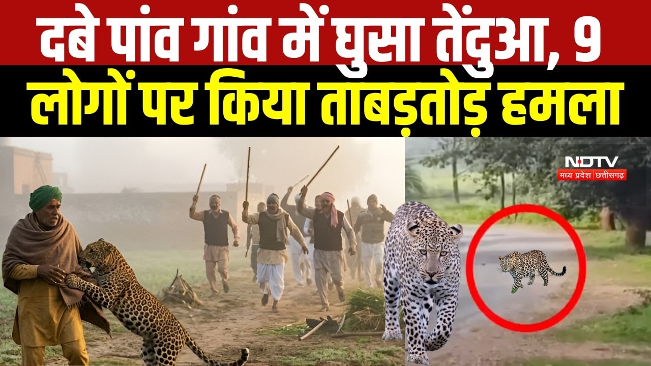 Chhattisgarh News: Dhamtari में Leopard का आतंक! इलाके में 9 लोगों पर हमला, वन विभाग अलर्ट। Breaking