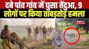 Chhattisgarh News: Dhamtari में Leopard का आतंक! इलाके में 9 लोगों पर हमला, वन विभाग अलर्ट। Breaking