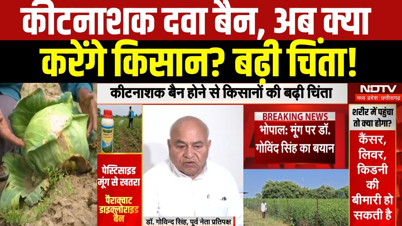 MP News: मूंग में इस्तेमाल होने वाली 'सफाया' दवा पर बैन, फिर भी दुकानों पर बिकने का दावा!। Breaking