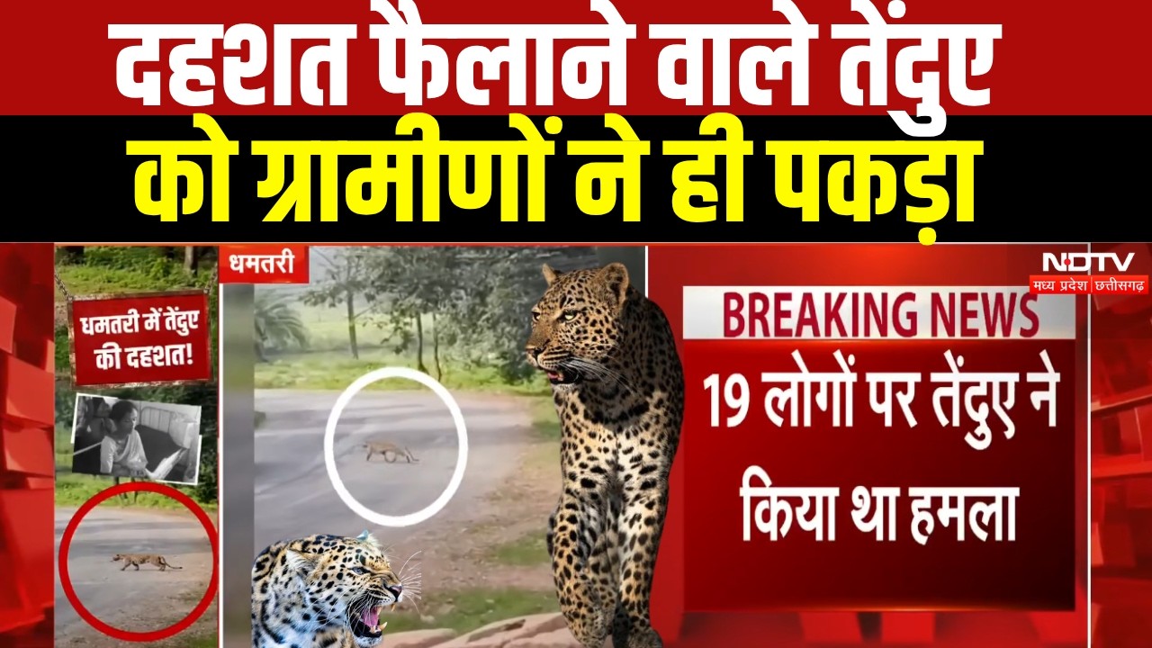 Chhattisgarh Leopard Rescue: Dhamtari में पकड़ा गया Leopard, लोगों की मौत से फैली थी दहशत!। Breaking