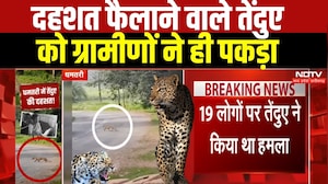 Chhattisgarh Leopard Rescue: Dhamtari में पकड़ा गया Leopard, लोगों की मौत से फैली थी दहशत!। Breaking