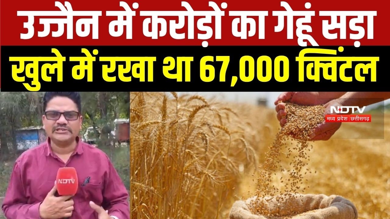 Ujjain में करोड़ों का गेहूं बर्बाद, 6 साल से खुले में रखा था 67,000 क्विंटल । Top News
