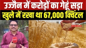 Ujjain में करोड़ों का गेहूं बर्बाद, 6 साल से खुले में रखा था 67,000 क्विंटल । Top News