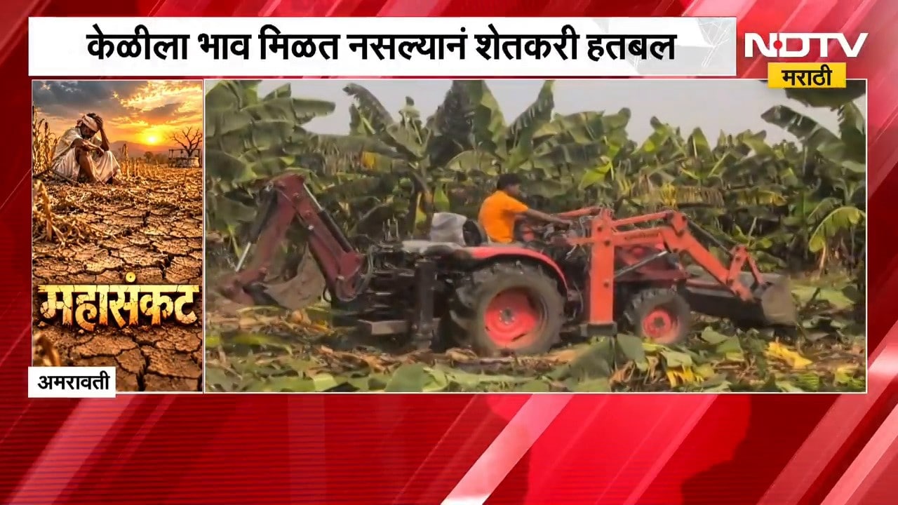 Amravati News| केळीला भाव मिळत नसल्याने शेतकरी हतबल, बागेवर शेतकऱ्यानं फिरवला ट्रॅक्टर |NDTV Marathi
