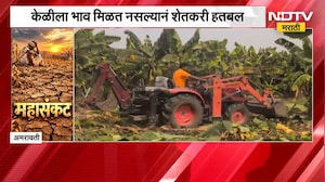 Amravati News| केळीला भाव मिळत नसल्याने शेतकरी हतबल, बागेवर शेतकऱ्यानं फिरवला ट्रॅक्टर |NDTV Marathi