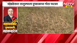 Nashik| त्र्यंबकेश्वर | भात उत्पादक शेतकरी संकटात; चारा मिळत नसल्यानं शेतकरी दुहेरी संकटात | NDTV
