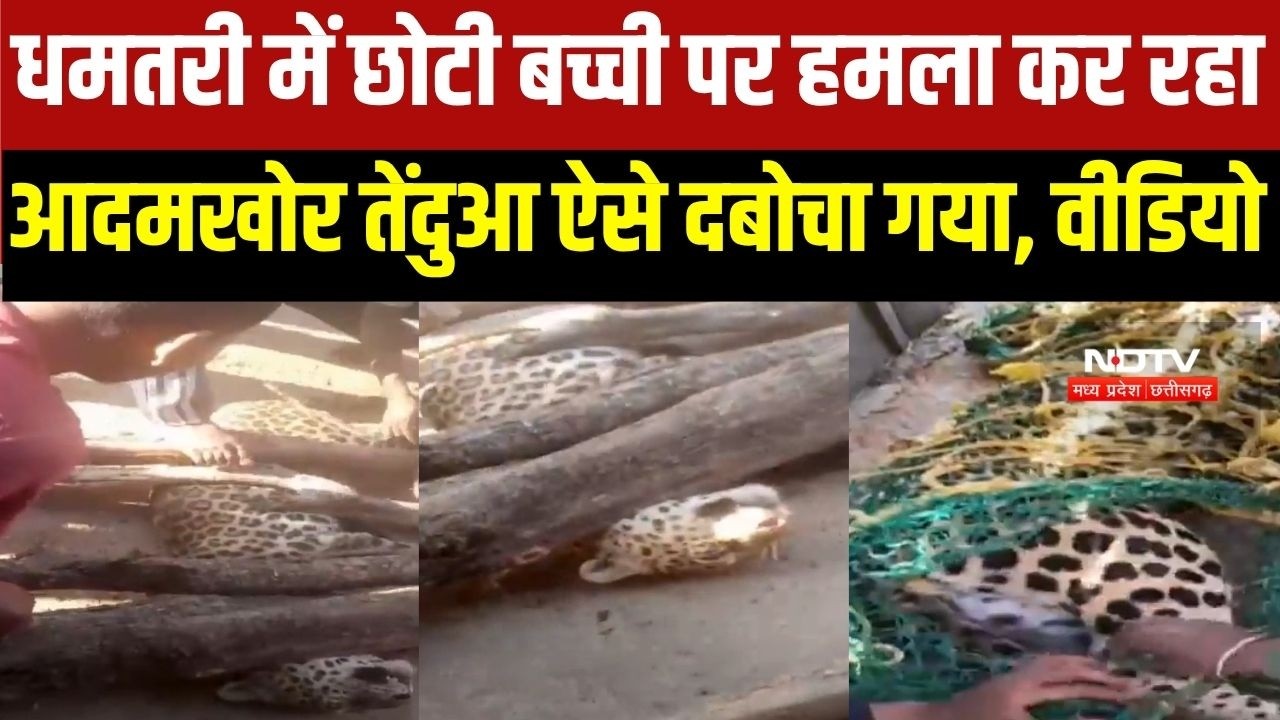 Dhamtari Leopard: 12 साल की बच्ची पर हमला कर रहा था आदमखोर तेंदुआ, गांव वालों ने ऐसे दबोचा