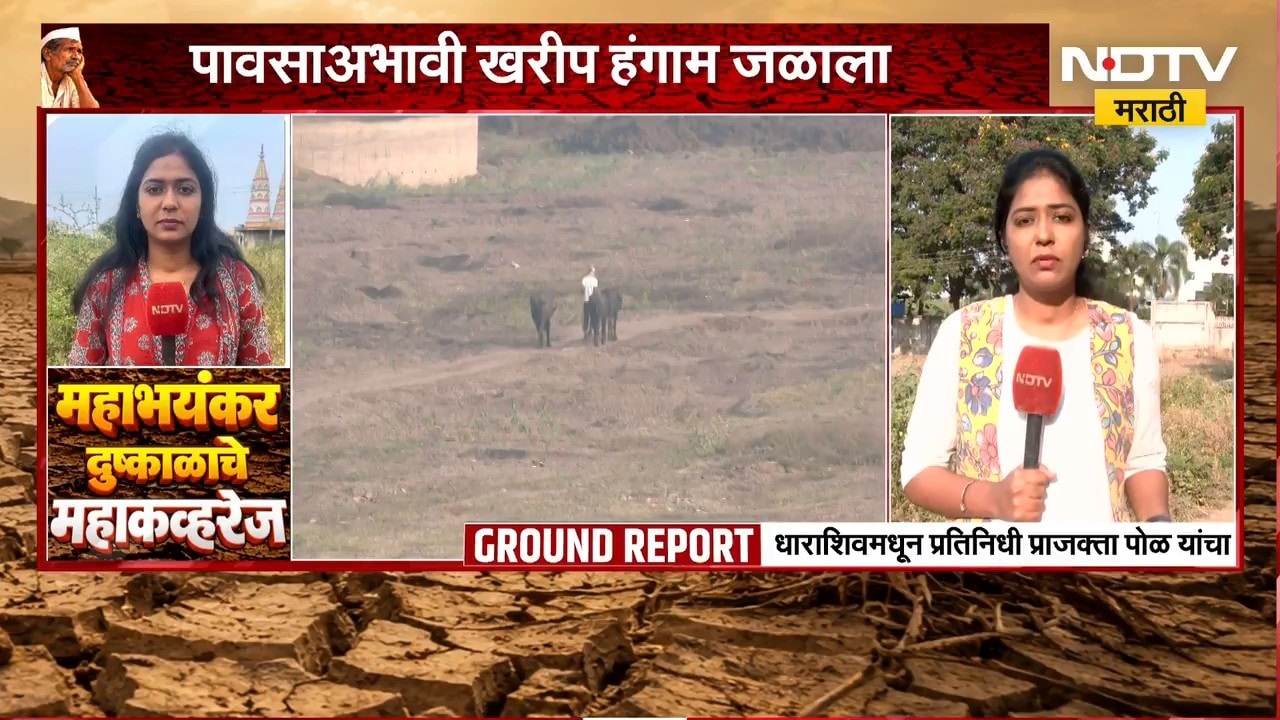 Dharashiv Drought| धाराशिवमध्ये दुष्काळाची दाहकता वाढली, पावसाअभावी खरीप हंगाम जळाला | NDTV Marathi