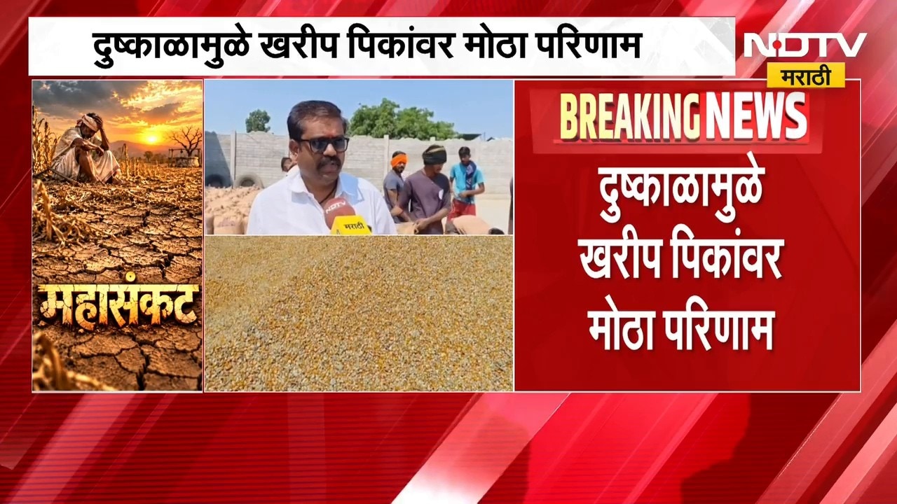 Jalgaon Drought | जळगावमध्ये मका, सोयाबीन उत्पादनात घट; दुष्काळाचा शेतकऱ्यांना फटका | NDTV Marathi