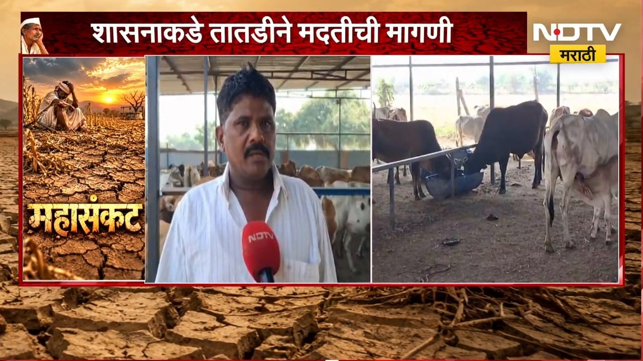 Akola मधील गौरक्षण ट्रस्टमध्ये चाऱ्याचा प्रश्न गंभीर, शासनाकडून चारा छावण्यांबद्दल उपाययोजना नाही