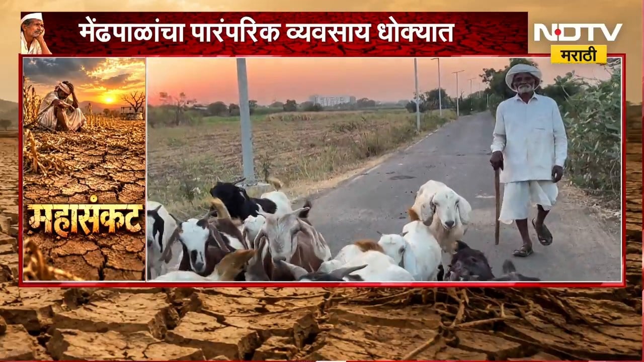 Ahilyanagar Drought| मेंढपाळांचा पारंपरिक व्यवसाय धोक्यात, चारा- पाण्याच्या टंचाईने मेंढपाळ संकटात
