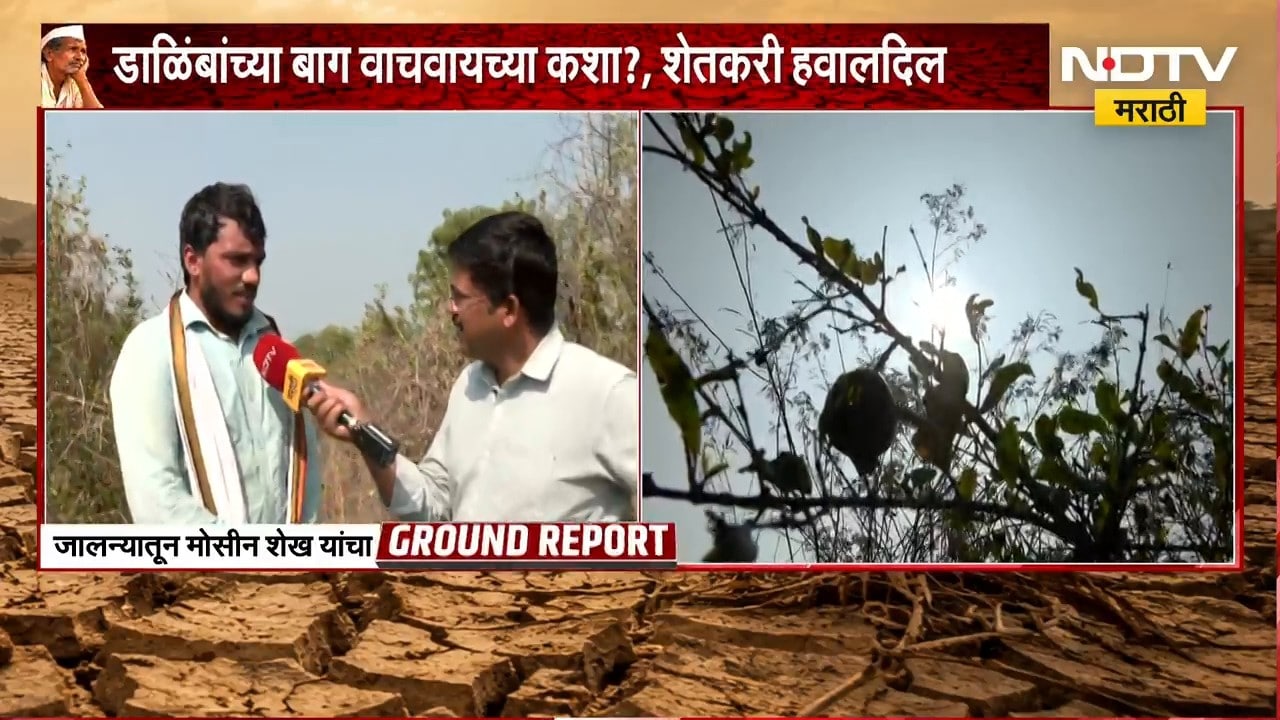 Jalna मध्ये डाळिंबांच्या बागांना फटका; डाळिंबांच्या बागा वाचवायच्या कशा ?, शेतकरी हवालदिल | NDTV