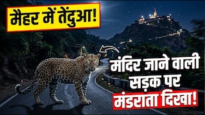 MP News: Maa Sharda धाम के पास दिखा Leopard, Maihar मंदिर जाने वाली सड़क के पास बैठा दिखा । Breaking