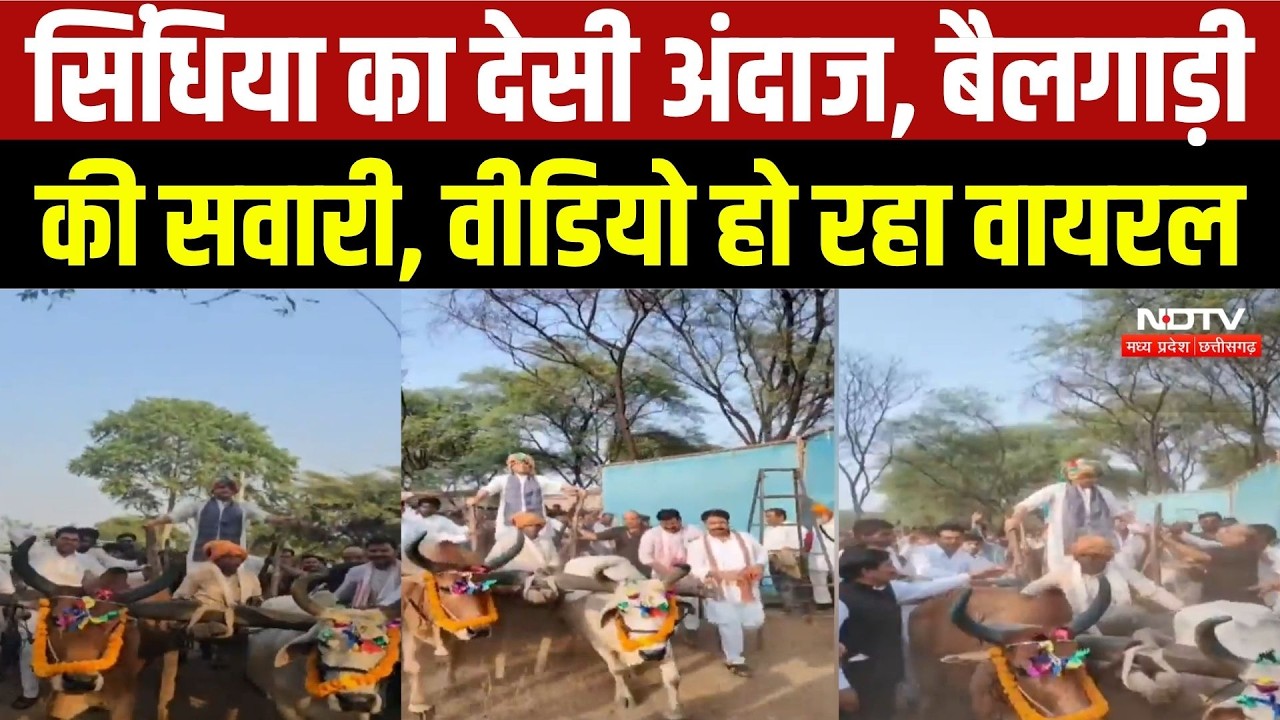 Jyotiraditya Scindia Bullock Cart Ride | किसानों के बीच सिंधिया का देसी अंदाज | Ashoknagar News