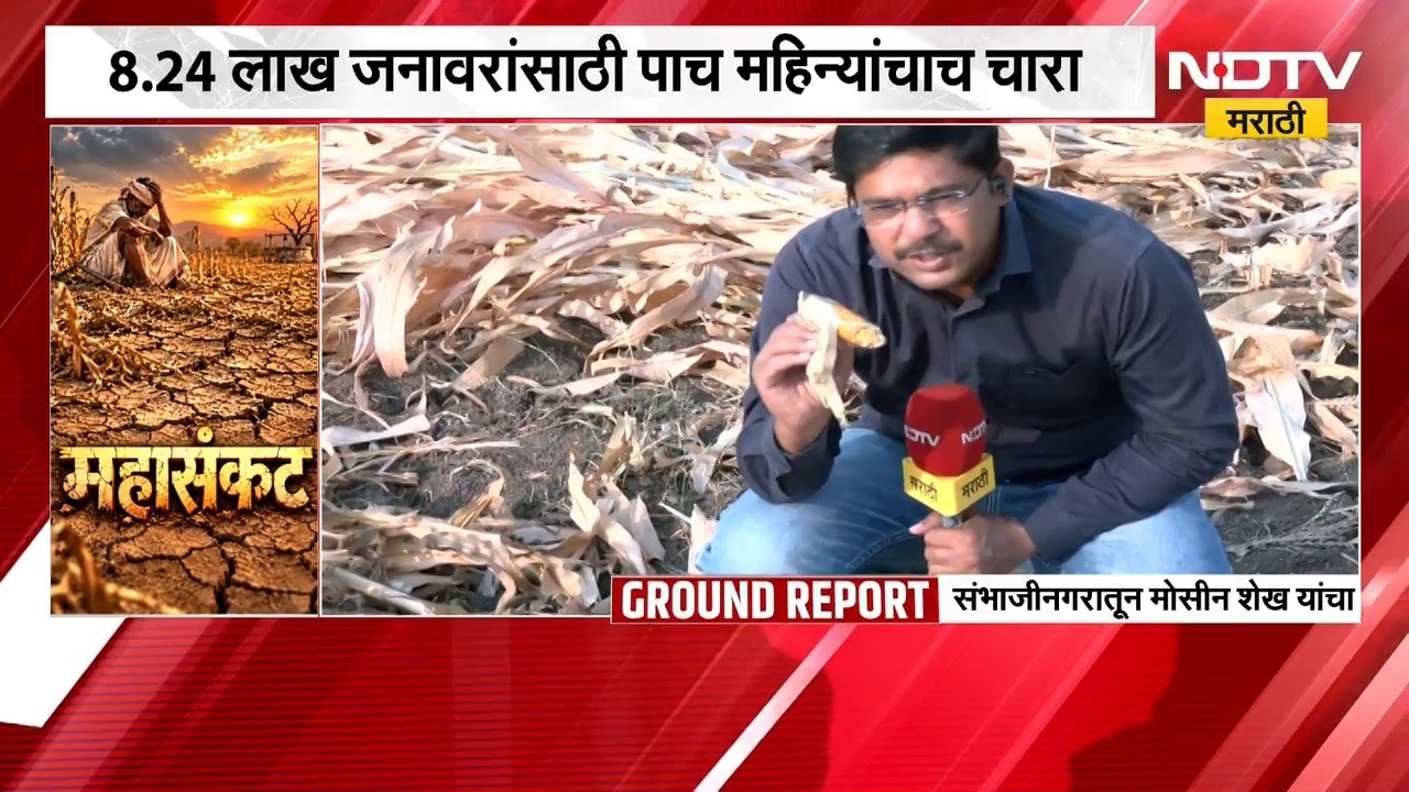 Sambhajinagar Drought | संभाजीनगरमध्ये चारा संकटाची चाहूल, NDTV मराठीचा Ground Report