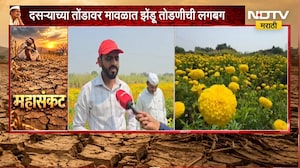 Pune Maval | दसऱ्याच्या तोंडावर मावळात झेंडू तोडणीची लगबग, दुष्काळामुळे उत्पादन घटलं | NDTV Marathi