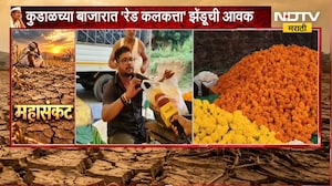 Sindhudurg | कुडाळच्या बाजारात 'रेड कलकत्ता' झेंडूची आवक, फुलांचे दर गगनाला भिडले | NDTV Marathi