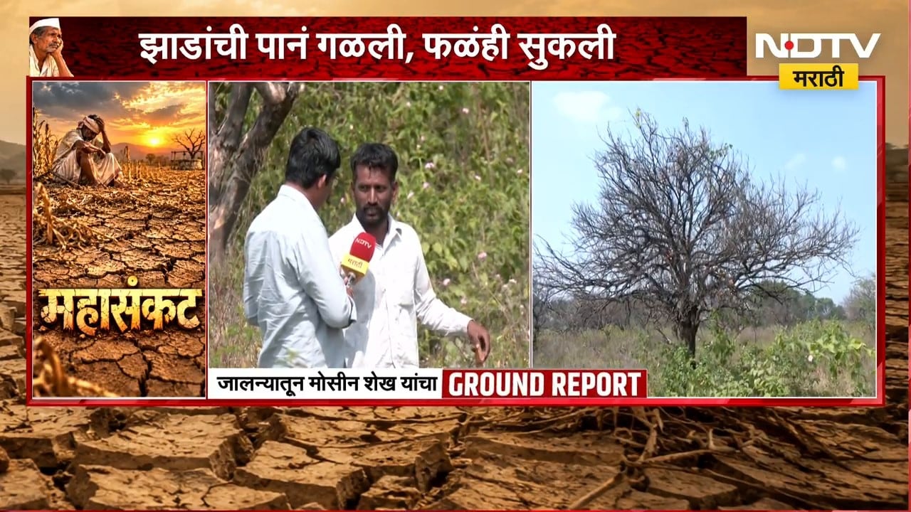 Jalna Drought | पानं गळाली, फळंही सुकली; 'मोसंबी हब'च्या ओळखीवरच दुष्काळाचं संकट | NDTV Marathi
