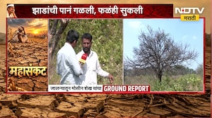 Jalna Drought | पानं गळाली, फळंही सुकली; 'मोसंबी हब'च्या ओळखीवरच दुष्काळाचं संकट | NDTV Marathi