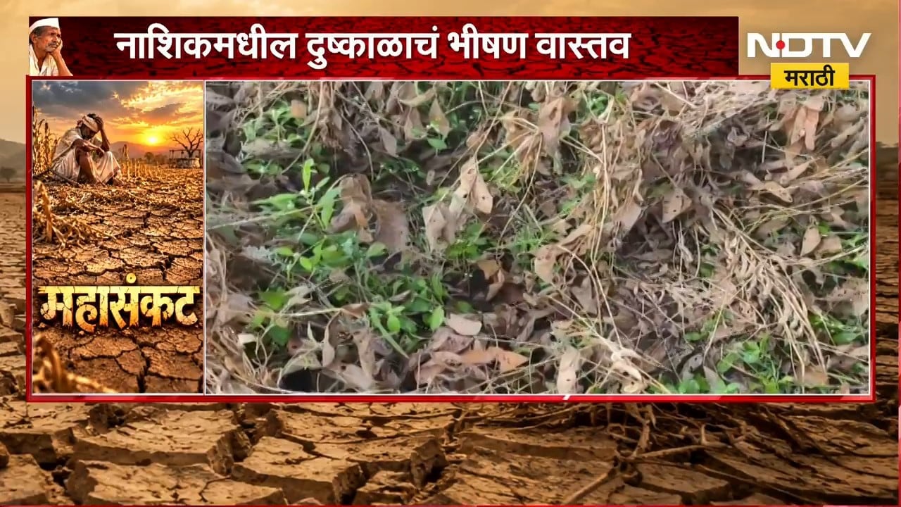 Nashik Drought | सोयाबीनच्या पिकाला फटका, दीड महिन्यापासून पाऊस नसल्यानं पिकं करपली; भीषण वास्तव