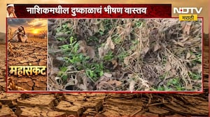 Nashik Drought | सोयाबीनच्या पिकाला फटका, दीड महिन्यापासून पाऊस नसल्यानं पिकं करपली; भीषण वास्तव
