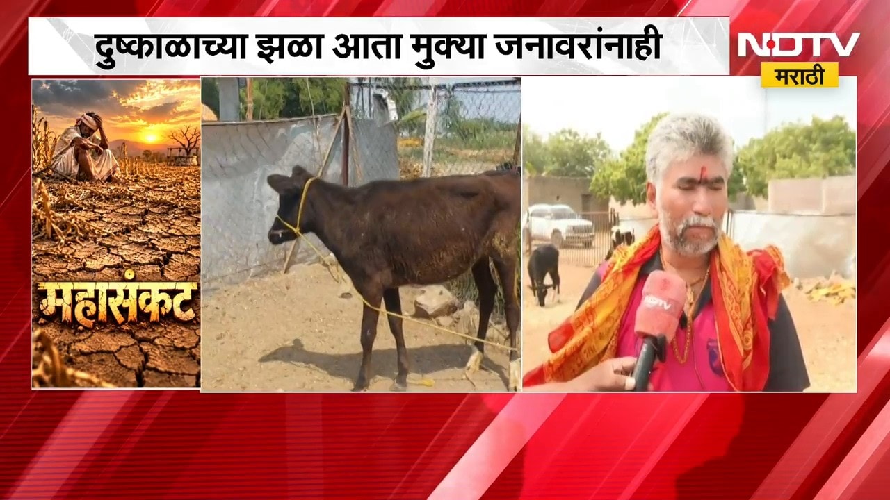 Drought Effect | दुष्काळाच्या झळा आता मुक्या जनावरांनाही, चारा-पाण्याची भीषण टंचाई | NDTV Marathi