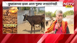 Drought Effect | दुष्काळाच्या झळा आता मुक्या जनावरांनाही, चारा-पाण्याची भीषण टंचाई | NDTV Marathi