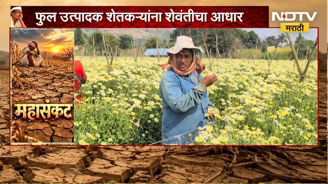 Pune Flower Price Rise | शेवंतीचा भाव वधारला, फुल उत्पादक शेतकऱ्यांच्या आशा पल्लवीत | NDTV Marathi