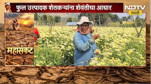 Pune Flower Price Rise | शेवंतीचा भाव वधारला, फुल उत्पादक शेतकऱ्यांच्या आशा पल्लवीत | NDTV Marathi