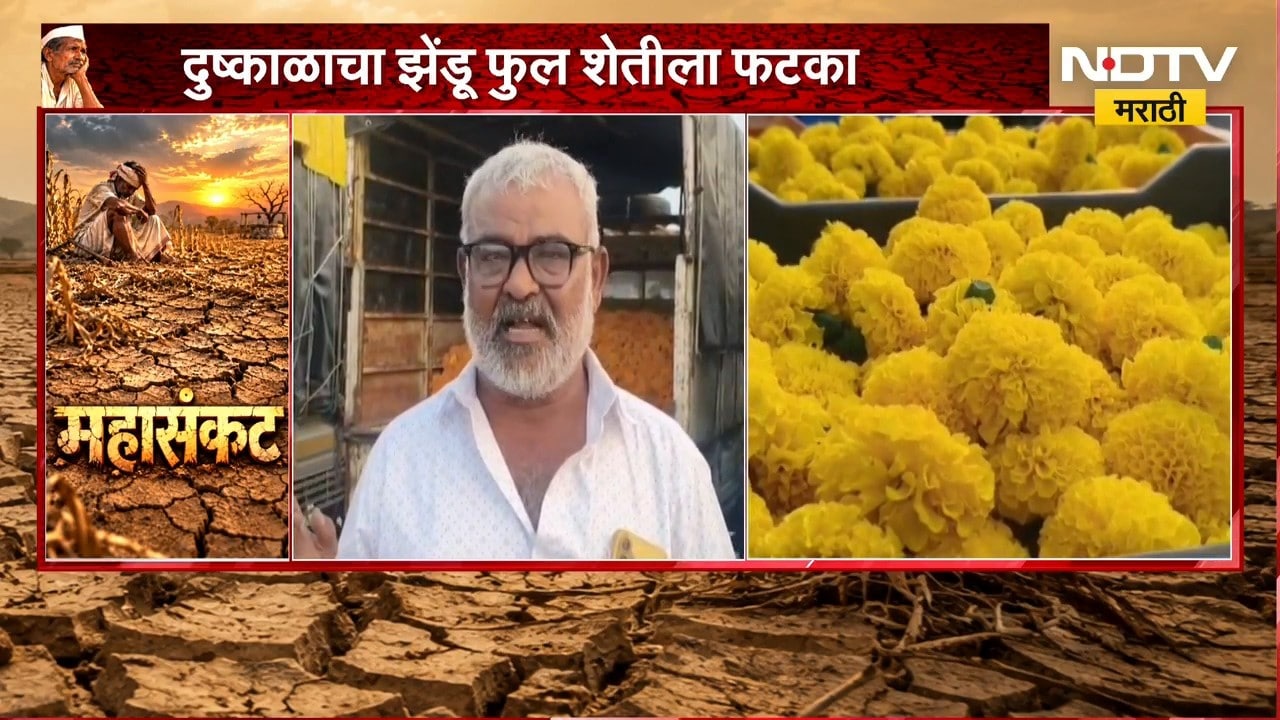 Drought Effect | दुष्काळाचा झेंडूच्या शेतीला फटका, उत्पादन घटल्याने शेतकरी चिंतेत | NDTV Marathi