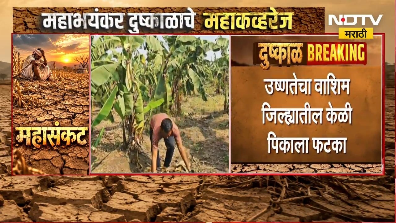 Washim Drought | उष्णतेचा वाशिममधील केळी पिकाला फटका, तब्बल 75 टक्के नुकसान झाल्याचा अंदाज