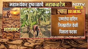 Washim Drought | उष्णतेचा वाशिममधील केळी पिकाला फटका, तब्बल 75 टक्के नुकसान झाल्याचा अंदाज