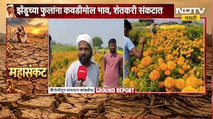 Hingoli Drought Effect | दसऱ्याच्या तोंडावर झेंडूच्या फुलांना कवडीमोल भाव, शेतकरी संकटात | NDTV
