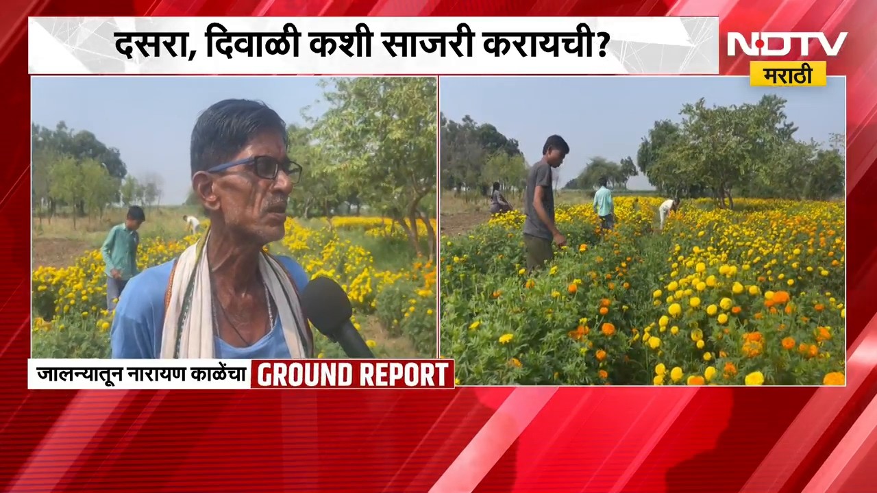 Jalna| फुलशेतीने सोडली शेतकऱ्यांची साथ, उत्पादनात 70 % घट; दसरा, दिवाळी कशी साजरी करायची? | NDTV
