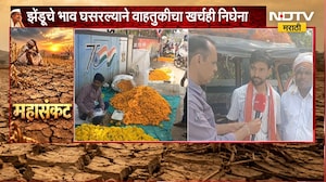 Buldhana | पांढरं सोनं, सोयाबीनपाठोपाठ झेंडूनेही फिरवली पाठ, भाव घसरल्याने शेतकरी हवालदिल | NDTV