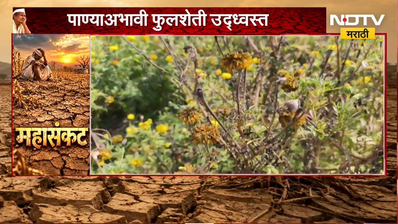 Pandharpur | झेंडू करपला, ऐन सणासुदीत झेंडू उत्पादकांना मोठा फटका | NDTV Marathi