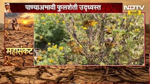 Pandharpur | झेंडू करपला, ऐन सणासुदीत झेंडू उत्पादकांना मोठा फटका | NDTV Marathi