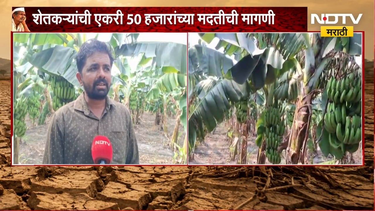 Akola Drought | दुष्काळाचा केळी पिकाला फटका, एकरी 50 हजाराच्या मदतीची मागणी | NDTV Marathi