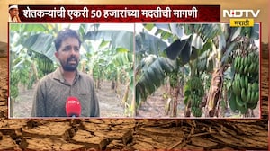 Akola Drought | दुष्काळाचा केळी पिकाला फटका, एकरी 50 हजाराच्या मदतीची मागणी | NDTV Marathi