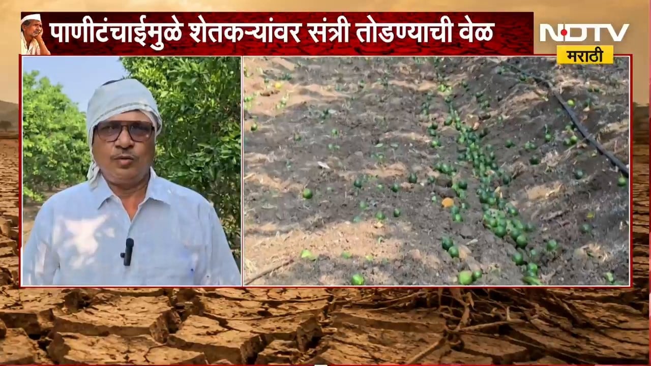Washim Drought | दुष्काळाचा फटका संत्रा बागांनाही, पाणीटंचाईमुळे संत्री तोडण्याची वेळ | NDTV