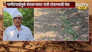 Washim Drought | दुष्काळाचा फटका संत्रा बागांनाही, पाणीटंचाईमुळे संत्री तोडण्याची वेळ | NDTV