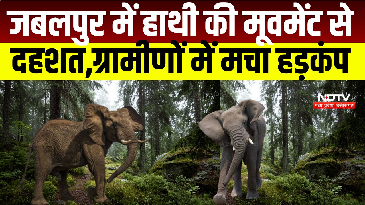 MP News: Jabalpur के बरगी क्षेत्र में घूम रहा जंगली हाथी, ग्रामीणों में मचा हड़कंप । Breaking News