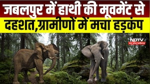 MP News: Jabalpur के बरगी क्षेत्र में घूम रहा जंगली हाथी, ग्रामीणों में मचा हड़कंप । Breaking News