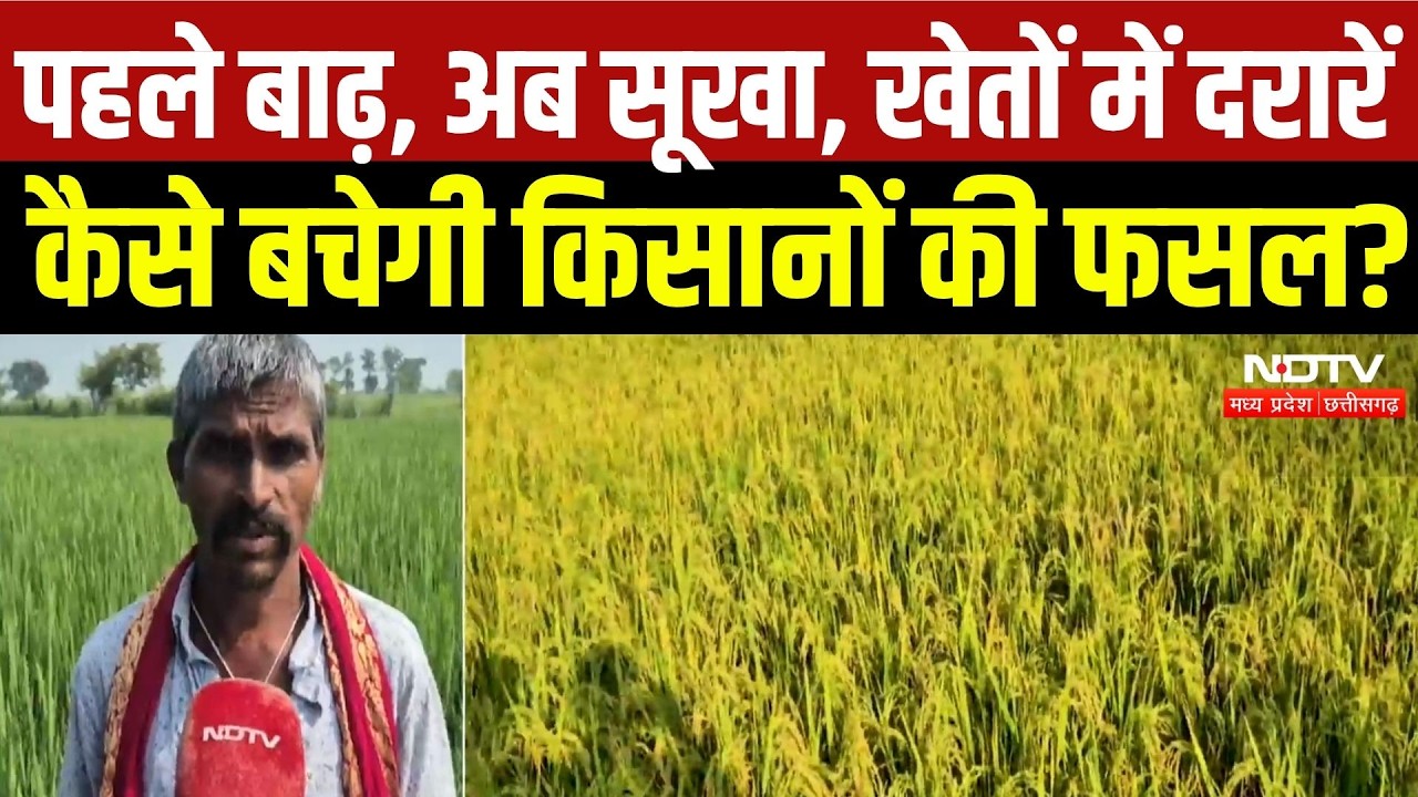 Baloda Bazar News: बाढ़ के बाद सूखे की मार! खेतों में दरारें..., कैसे बचेगी किसानों की फसल? Weather