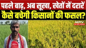 Baloda Bazar News: बाढ़ के बाद सूखे की मार! खेतों में दरारें..., कैसे बचेगी किसानों की फसल? Weather