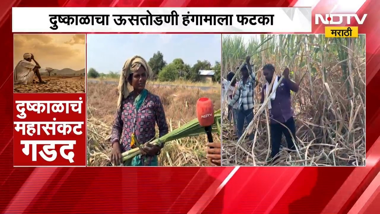 Ailyanagar Drought| दुष्काळाचा ऊसतोडणी हंगामाला फटका, ऊसतोड मजुरांसमोर उदरनिर्वाहाचं संकट | NDTV
