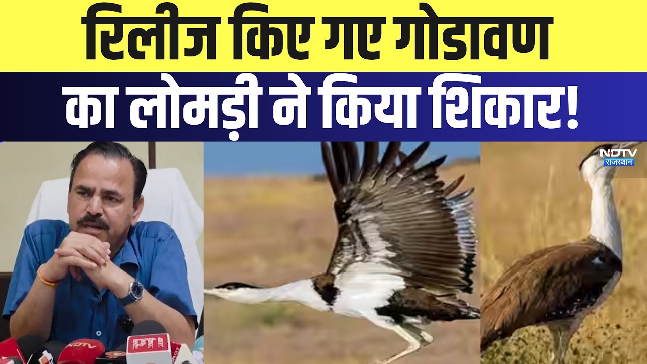 Jaisalmer News: रिलीज किए गए Godawan का लोमड़ी ने किया शिकार | Top News | Latest News