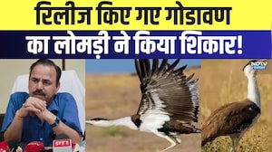 Jaisalmer News: रिलीज किए गए Godawan का लोमड़ी ने किया शिकार | Top News | Latest News
