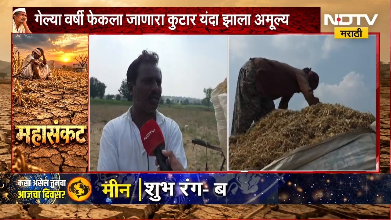 Buldhanaमध्ये दुष्काळाच्या झळा मुख्य जनावरांनाही, हिरव्या चाऱ्यापाठोपाठ सोयाबीनच्या कुटाराचीही टंचाई