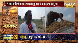 Buldhanaमध्ये दुष्काळाच्या झळा मुख्य जनावरांनाही, हिरव्या चाऱ्यापाठोपाठ सोयाबीनच्या कुटाराचीही टंचाई